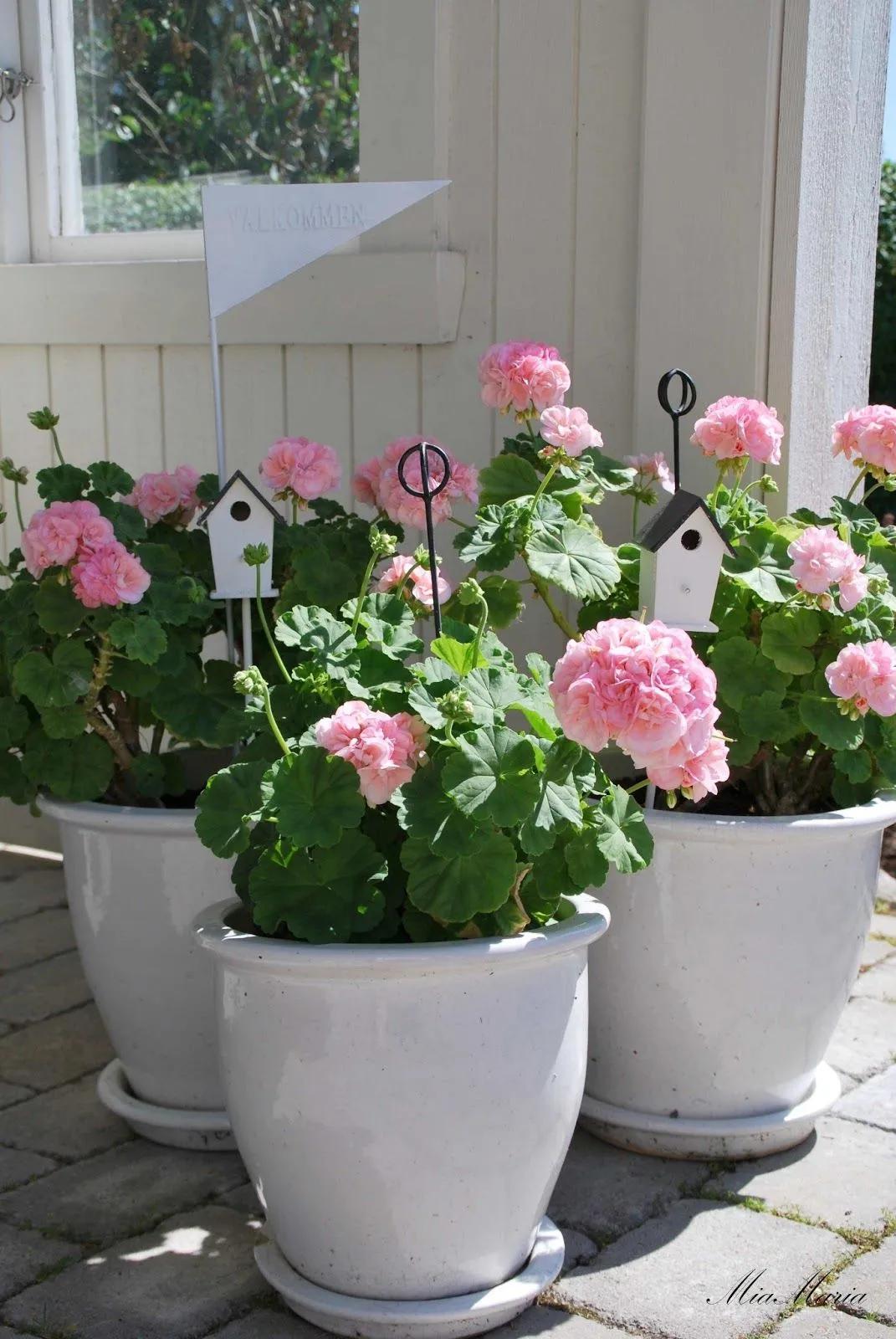 冬天天竺葵叶子发黄是什么原因,什么季节养天竺葵花最好