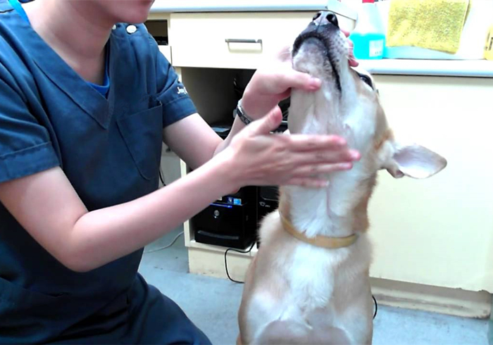 给狗狗强行喂药会造成什么伤害,狗狗喂药要隔多长时间才可以喂药