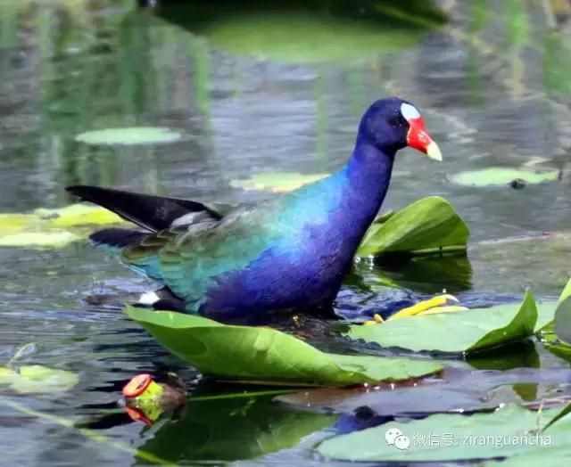 美洲有几种猛禽,美洲三大动物