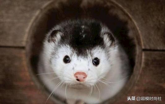 fendi皮草值得买吗,fendi走秀羽绒服