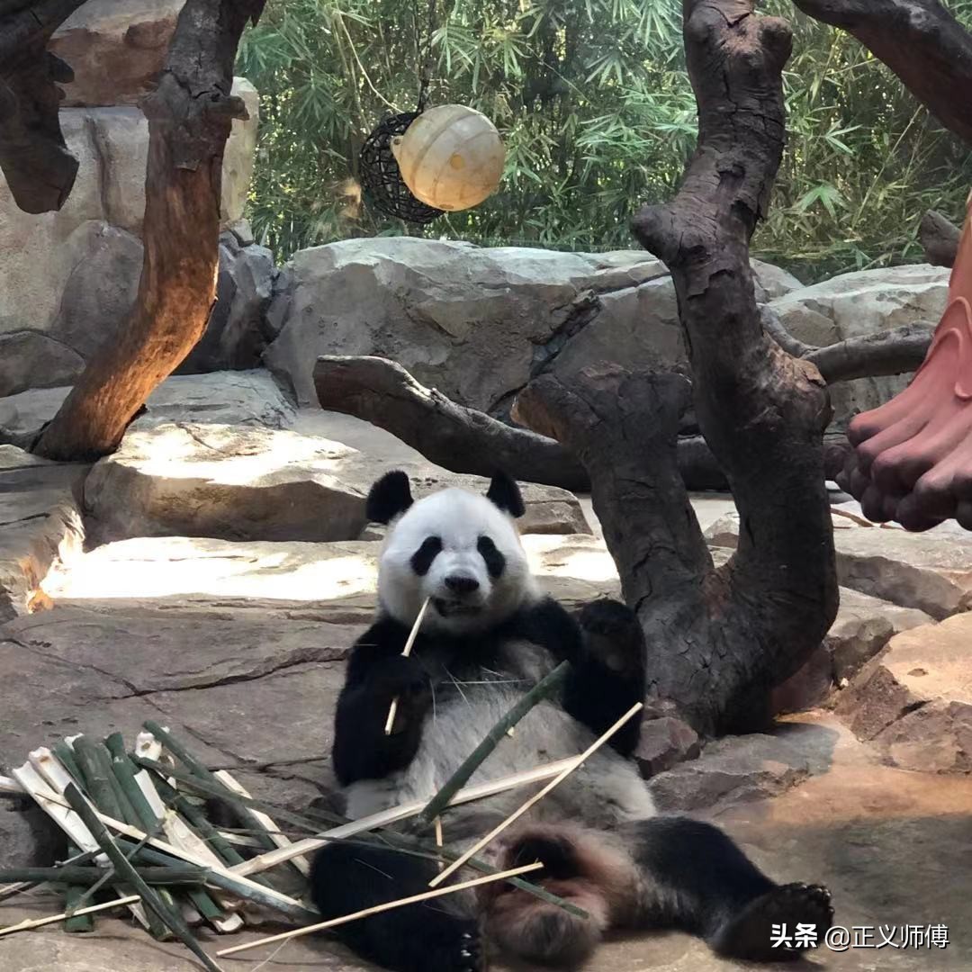 长隆动物园的动物,广州的长隆野生动物园有哪些动物