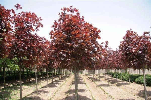 苗价格最新行情,哪4种东西将迎来涨价