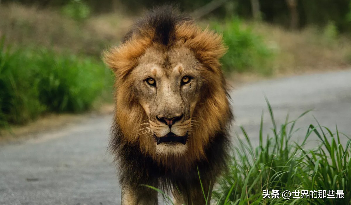 老虎真的比狮子强大吗,老虎和狮子谁是百兽之王