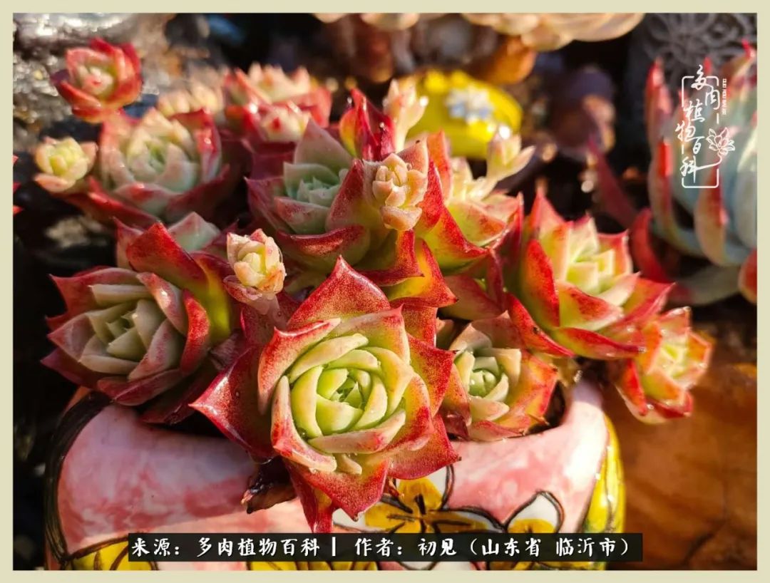 和多肉植物相伴,和多肉相处的心情