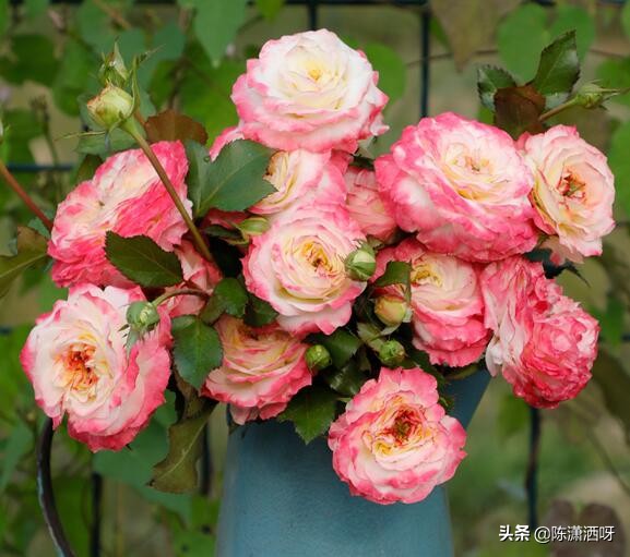 中国月季红色浓香,13种中国红月季让你美个爆