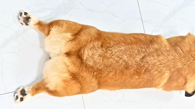 吸屁屁，短腿大耳肉嘟嘟，这家店进去就出不来了…