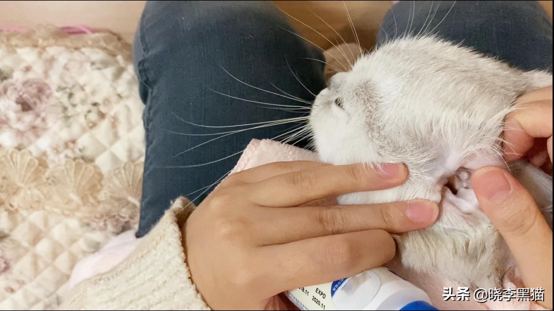 猫咪清洁耳螨如何不伤耳朵,猫耳朵清理需要注意什么