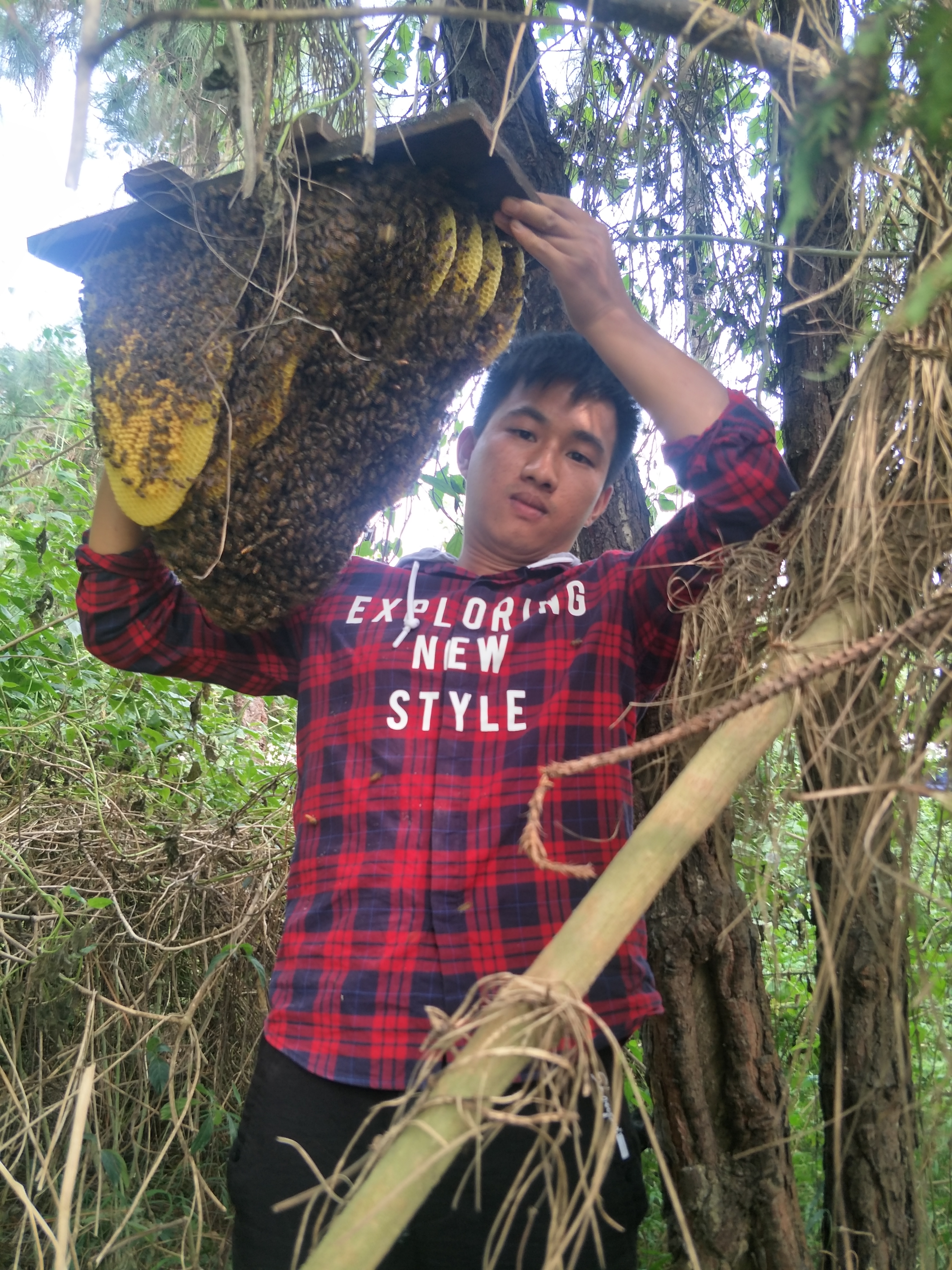 养蜂教程讲解蜂箱快速诱蜂,养蜂诱蜂技术教学