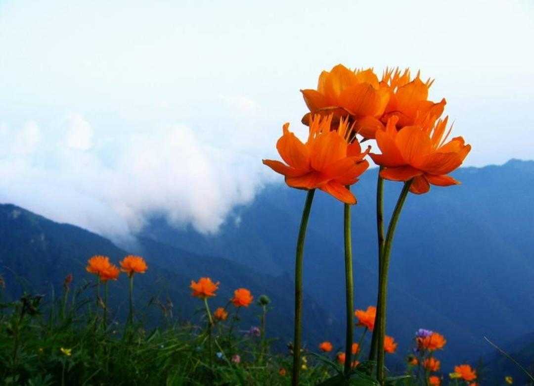 金莲花长什么样,植物百科月季花