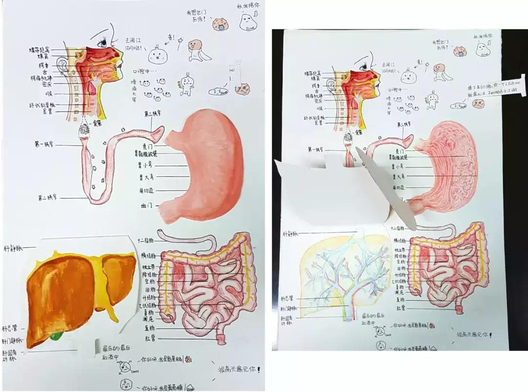 兰大医学生手绘解剖图,南方医科大学学生手绘解剖图