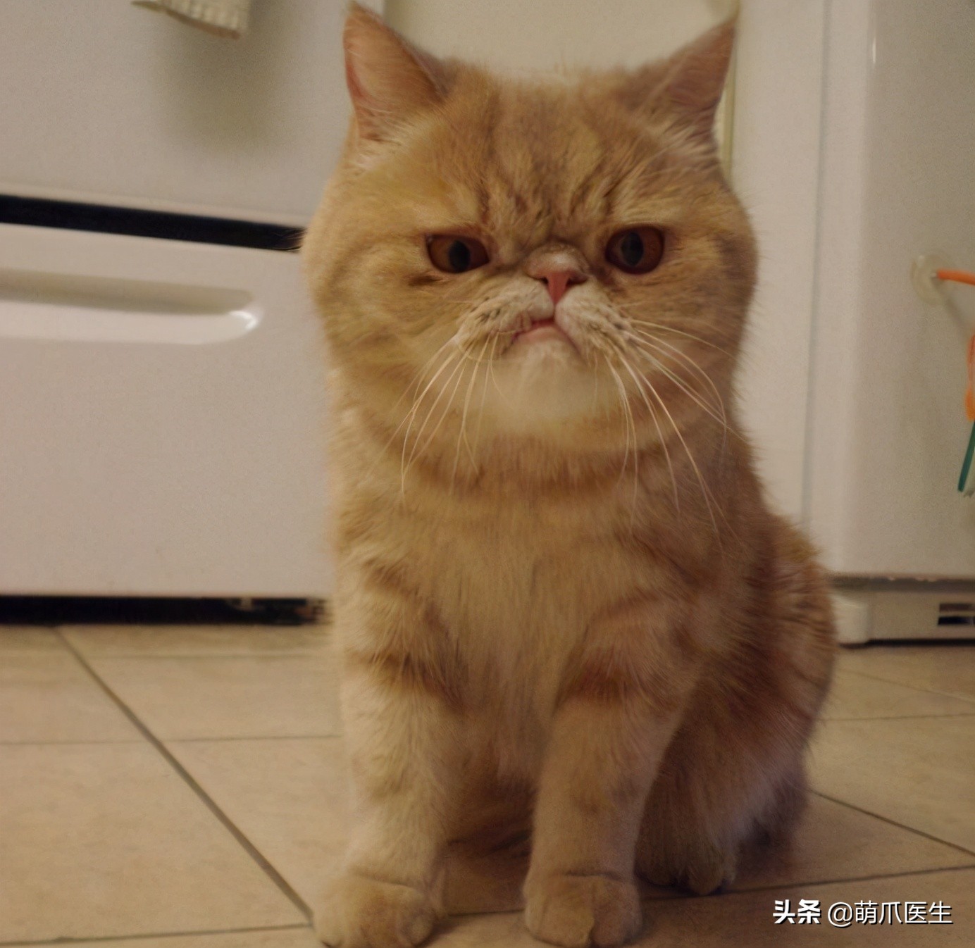 当一只猫有了脸,当一只猫长成了狗的样子