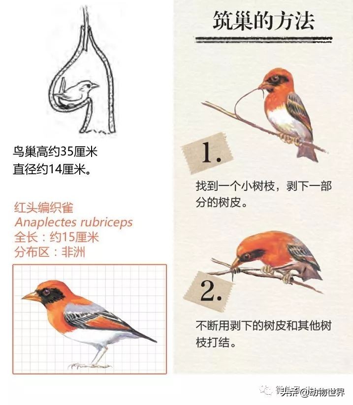 手绘动物地图,探索大自然手绘画