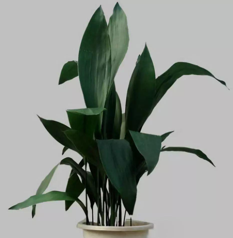 竹林氧吧负离子氧气含量高,室内适合养的18种植物图片