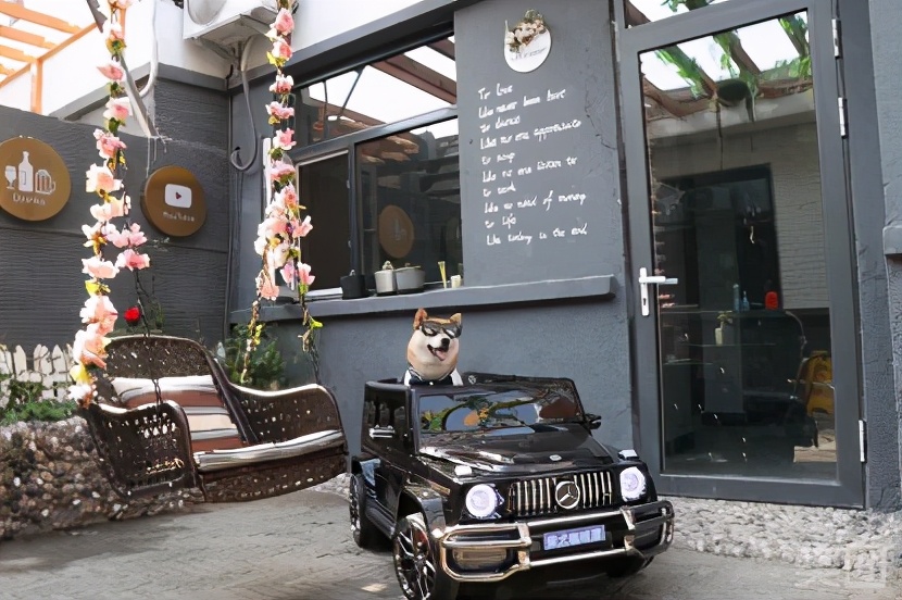 秦皇岛这只网红猫日常“巡逻”你见过吗？岛上还有这些撸猫好去处~