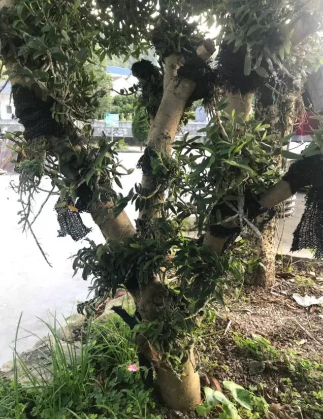 致富经种植新商机,种植致富好项目