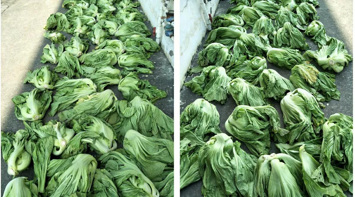 你们见过这样腌咸菜的吗？我从很小就看过我爸妈是这样腌咸菜的了