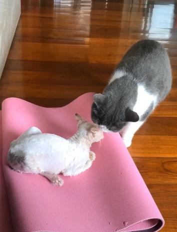 捡到只流浪猫对自己非常好怎么办,十天前捡到流浪猫现在怎么样了