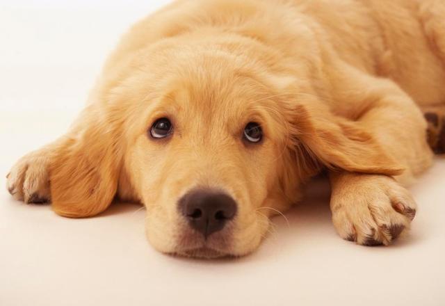 养金毛的好处与功效,养金毛有啥好玩的