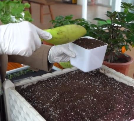 简易无土栽培蔬菜,自制无土栽培蔬菜神器