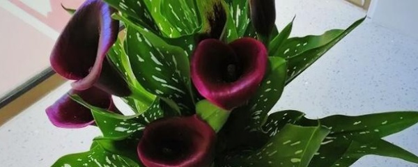 马蹄莲叶子发黄卷,马蹄莲叶子发黄了怎么办