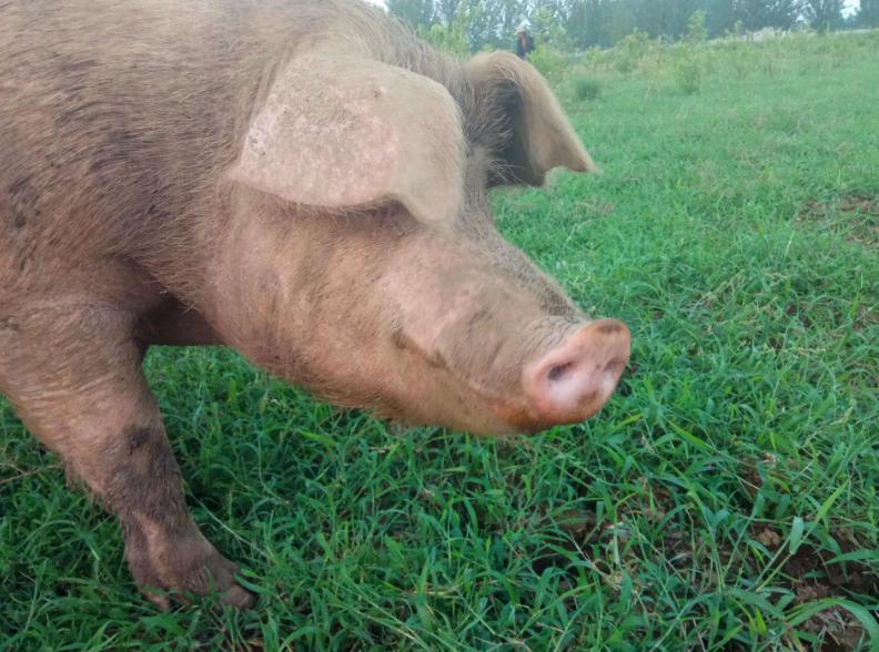 未来致富在农村马云预言,刘强东说未来在农村做什么