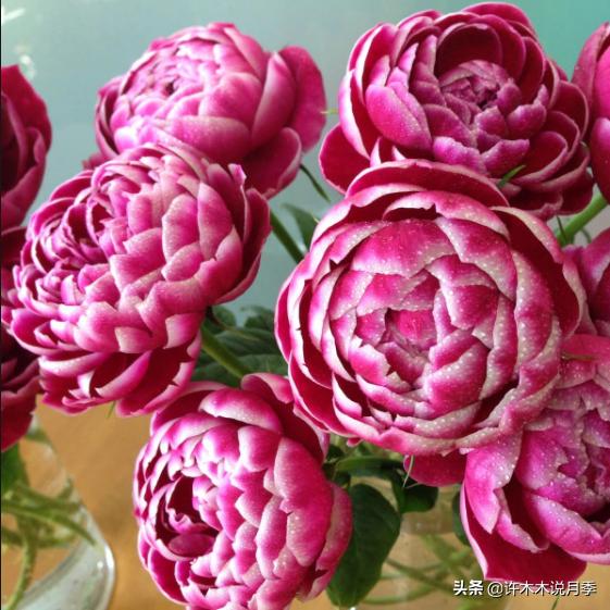 月季根瘤预防,月季根瘤传染别的植物吗