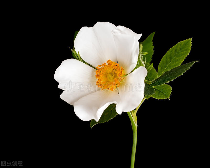 什么花适合送生日花,你的生日代表的花朵及寓意图片