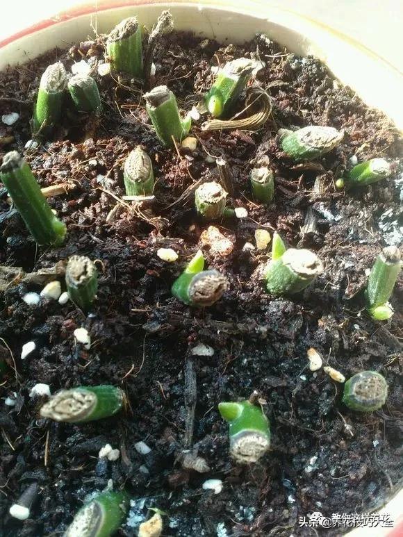 绿萝铜钱草家庭养殖,绿萝发财树黄叶子怎么办呢