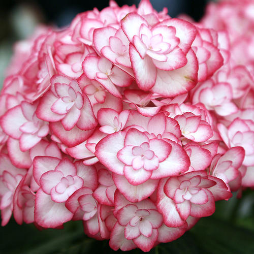 纱织小姐绣球属于哪种绣球,纱织小姐绣球和美杜莎绣球区别