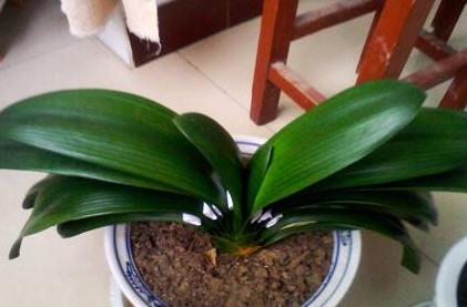 新手养花怎么让花不死,养花新手都养不死的植物