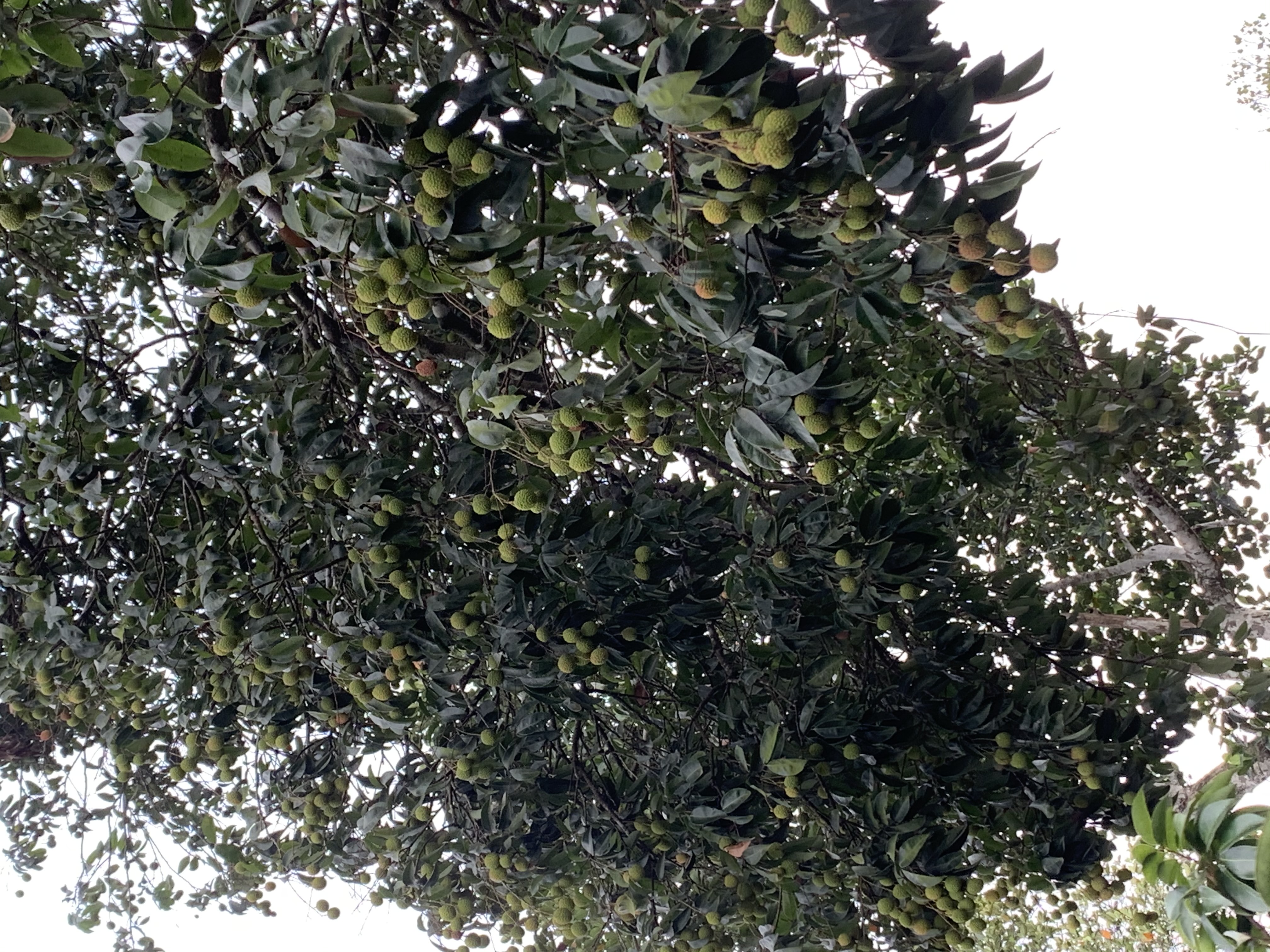 百年荔枝古树探秘,贡园百年古树荔枝