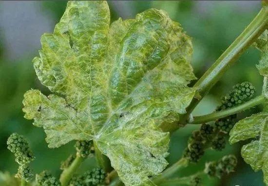 教你三秒识别细菌真菌病毒病,一个打火机轻松搞定