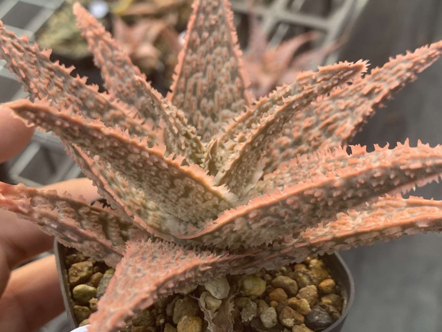 园艺观赏芦荟,园艺芦荟图鉴说明