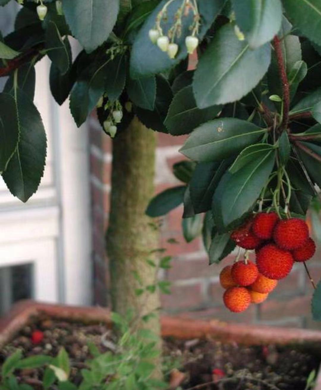 草莓长在树上好看吗,草莓是生命力顽强的植物