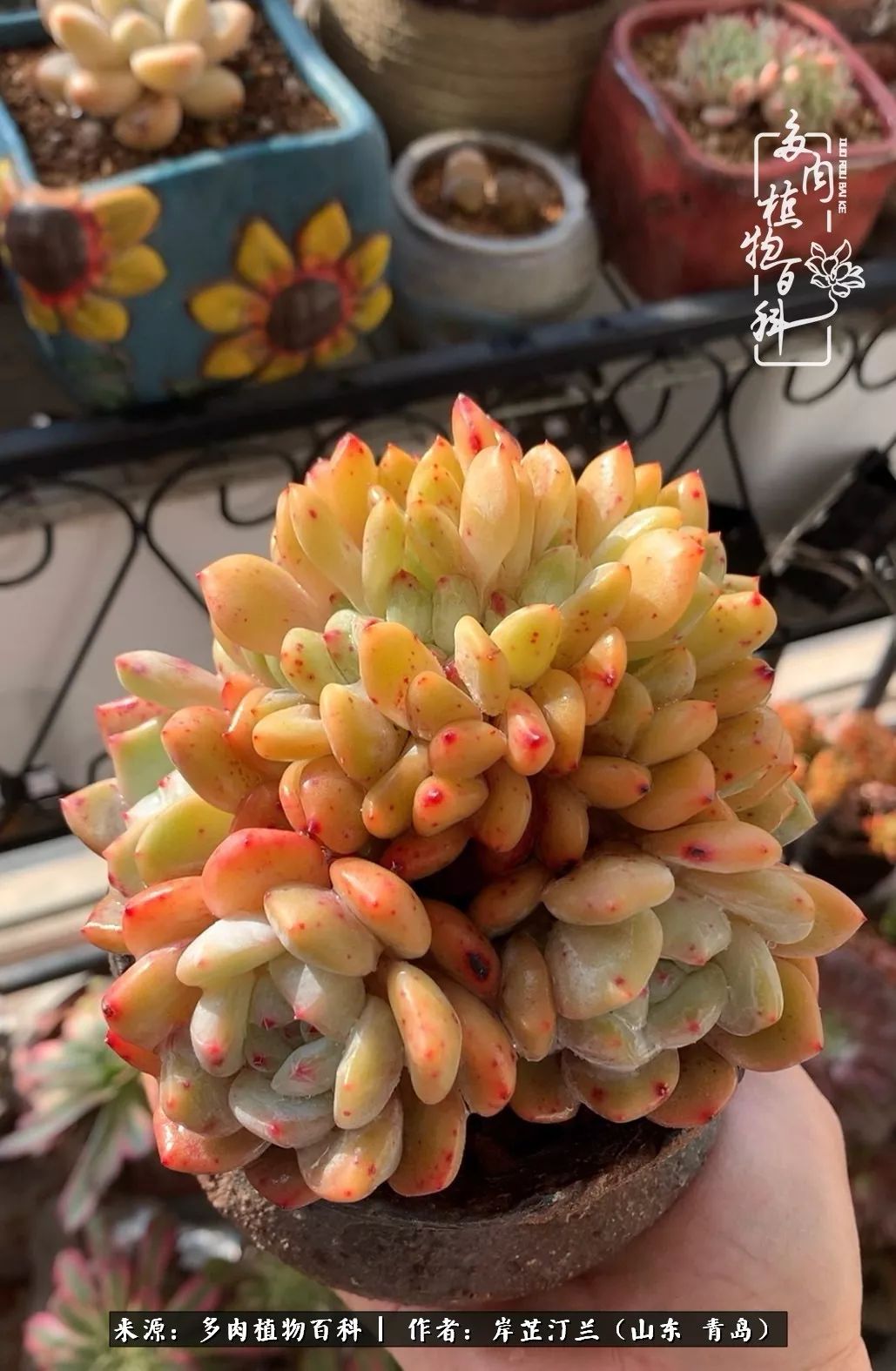 寒冷的冬季唯有多肉,冬日里的多肉宛如雪莲花