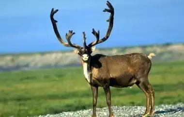 张掖啥意思,张掖古代叫什么