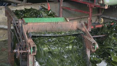 海带采收,海带收割最新视频