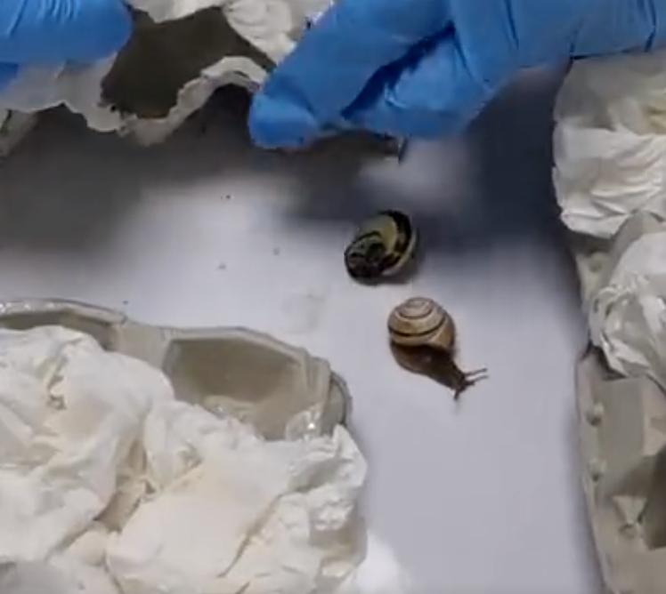 旅客携带439只甲虫入境被拦,海关查获活体蜗牛