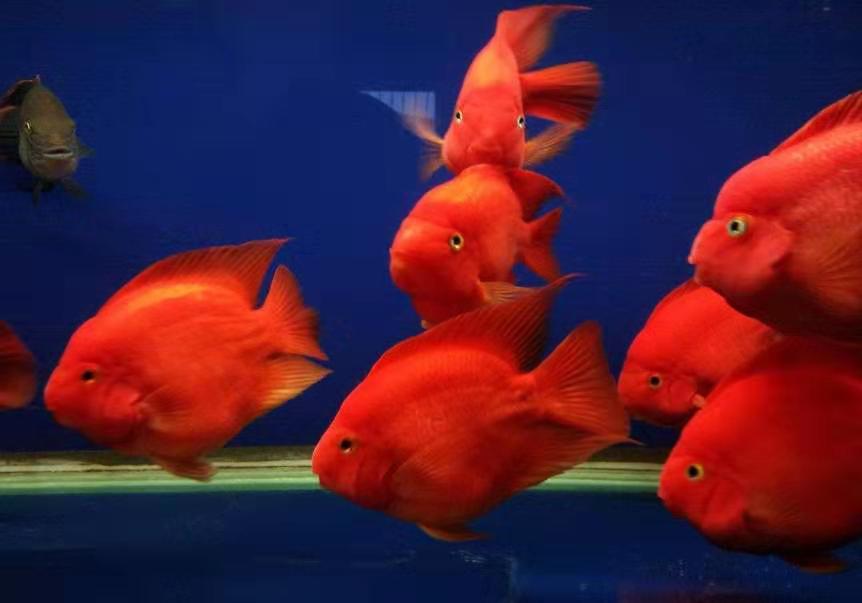 购买鱼饲料，不是只去关注营养成分，需要参考、观察很多问题