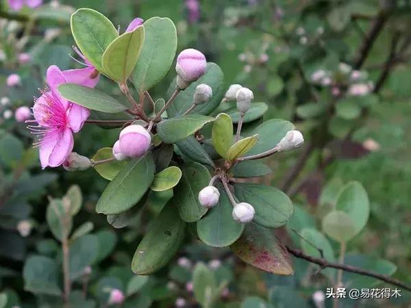 桃金娘的正确使用方法,桃金娘1月份怎么养