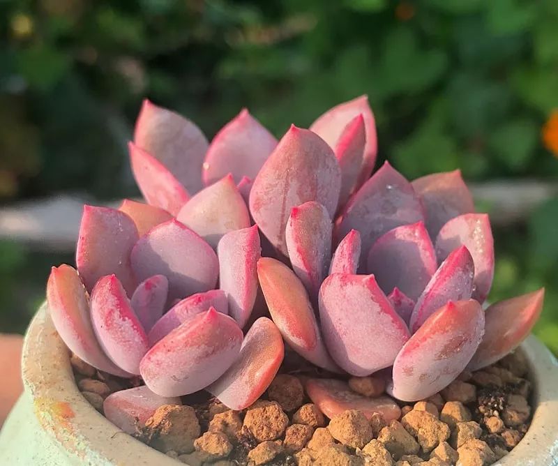 5种可爱的多肉,皮实好养,充满文艺范