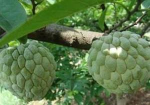 番荔枝外形酷似荔枝，故名“番荔枝”，为热带地区著名水果