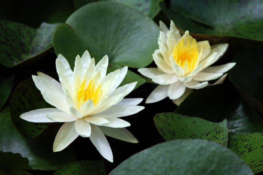 睡莲需要每年换吗,睡莲插花多久换一次水