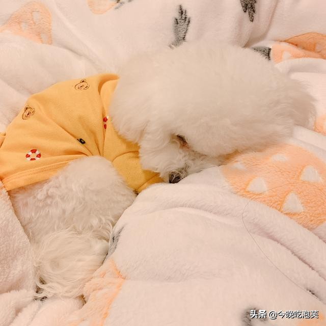 比熊坐马桶,比熊坐地上走