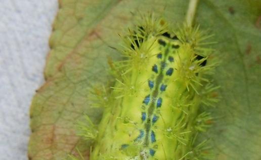 被洋辣子伤害了怎么治,被洋辣子刺怎样能不疼了