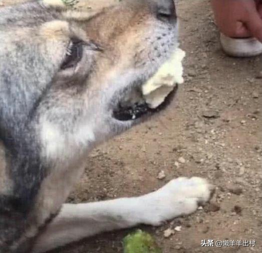 流浪狗吃鸡蛋哭了,流浪狗吃火锅哭了