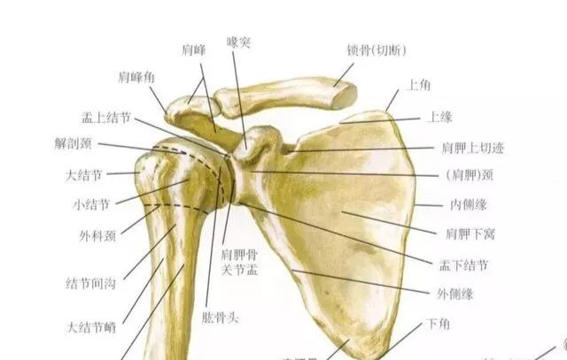 肩关节后伸动作解剖,肩关节的关节囊解剖