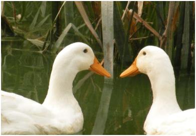 养鸭常见问题,养鸭怎样养才不会得肺炎