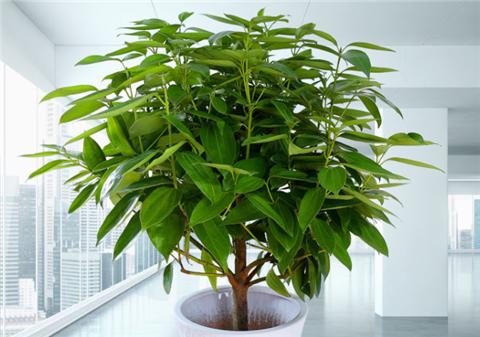 平安树叶子干尖发黑怎么解决,平安树叶子尖发黑干枯用什么药水