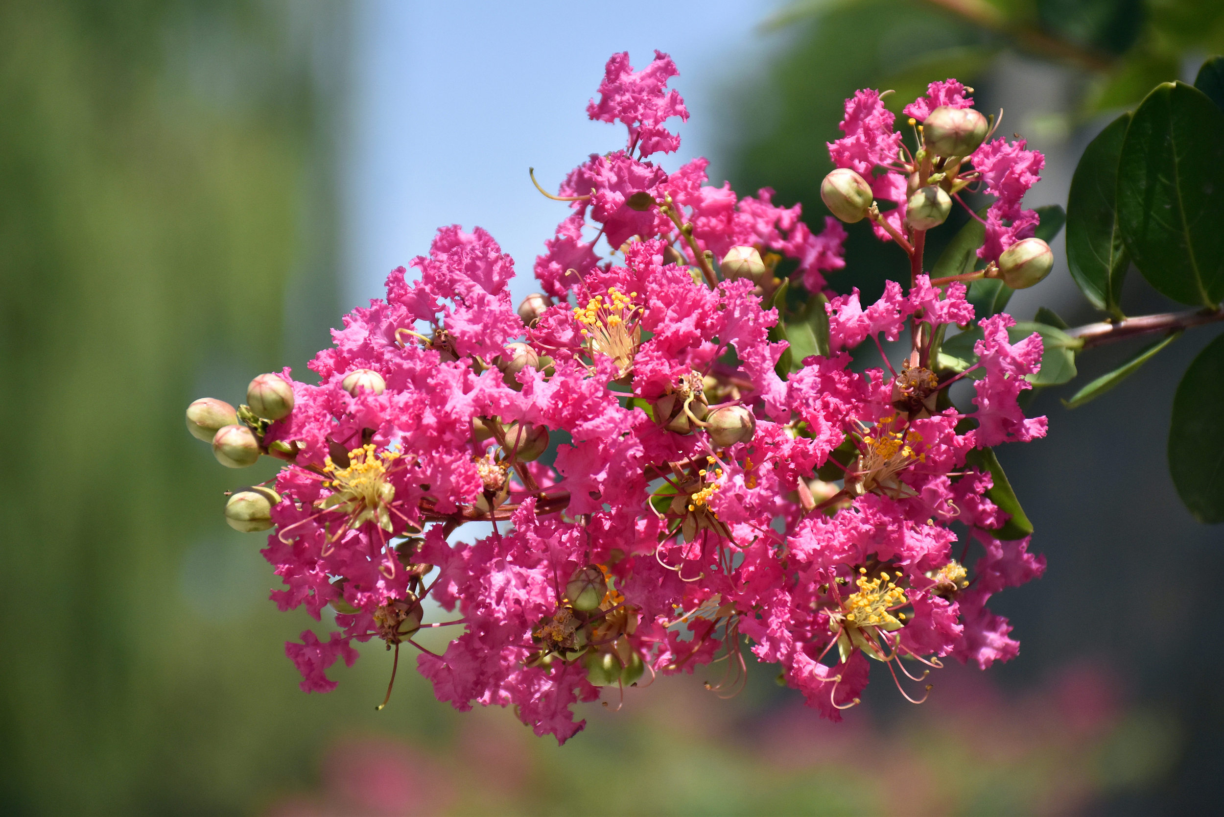 价值连城的紫薇古树,贵州千年紫薇树